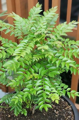 Curry tree 