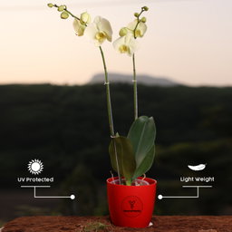 Lemon Phalaenopsis Orchids Flower Plants