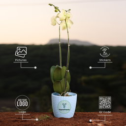 Lemon Phalaenopsis Orchids Flower Plants