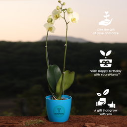 Lemon Phalaenopsis Orchids Flower Plants