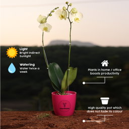 Lemon Phalaenopsis Orchids Flower Plants