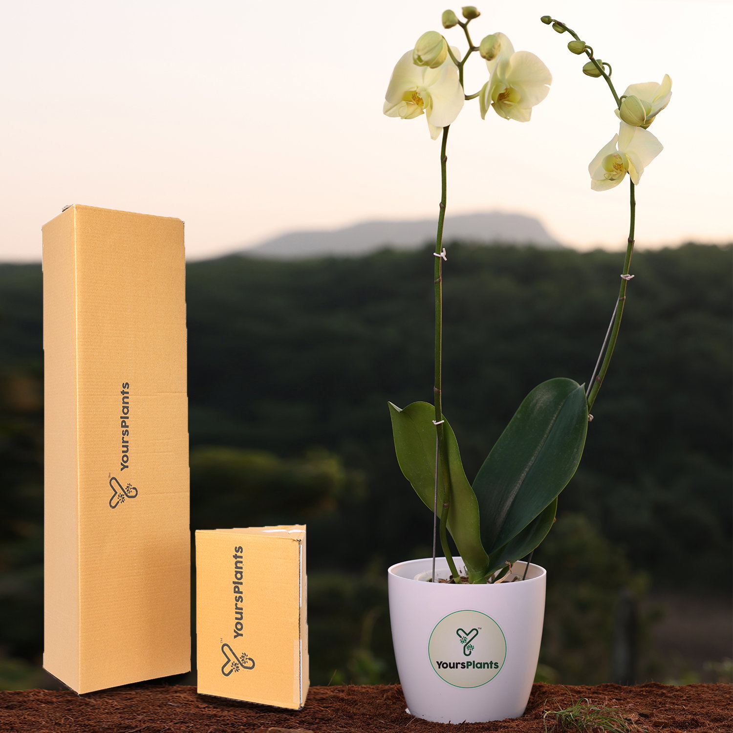Lemon Phalaenopsis Orchids Flower Plants_6