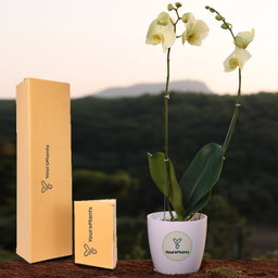 Lemon Phalaenopsis Orchids Flower Plants