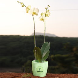 Lemon Phalaenopsis Orchids Flower Plants