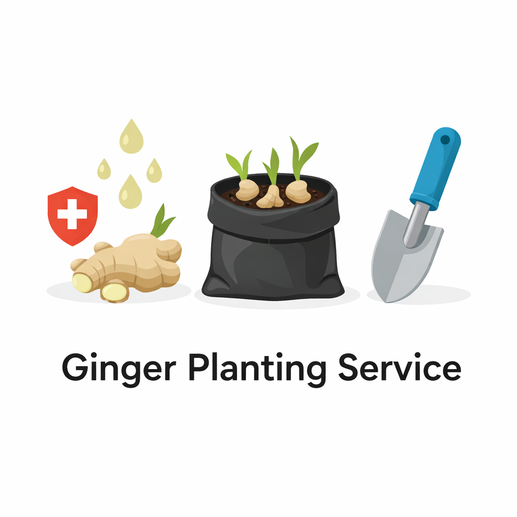 Ginger Planting Service (ඉඟුරු සිටවීම)_0