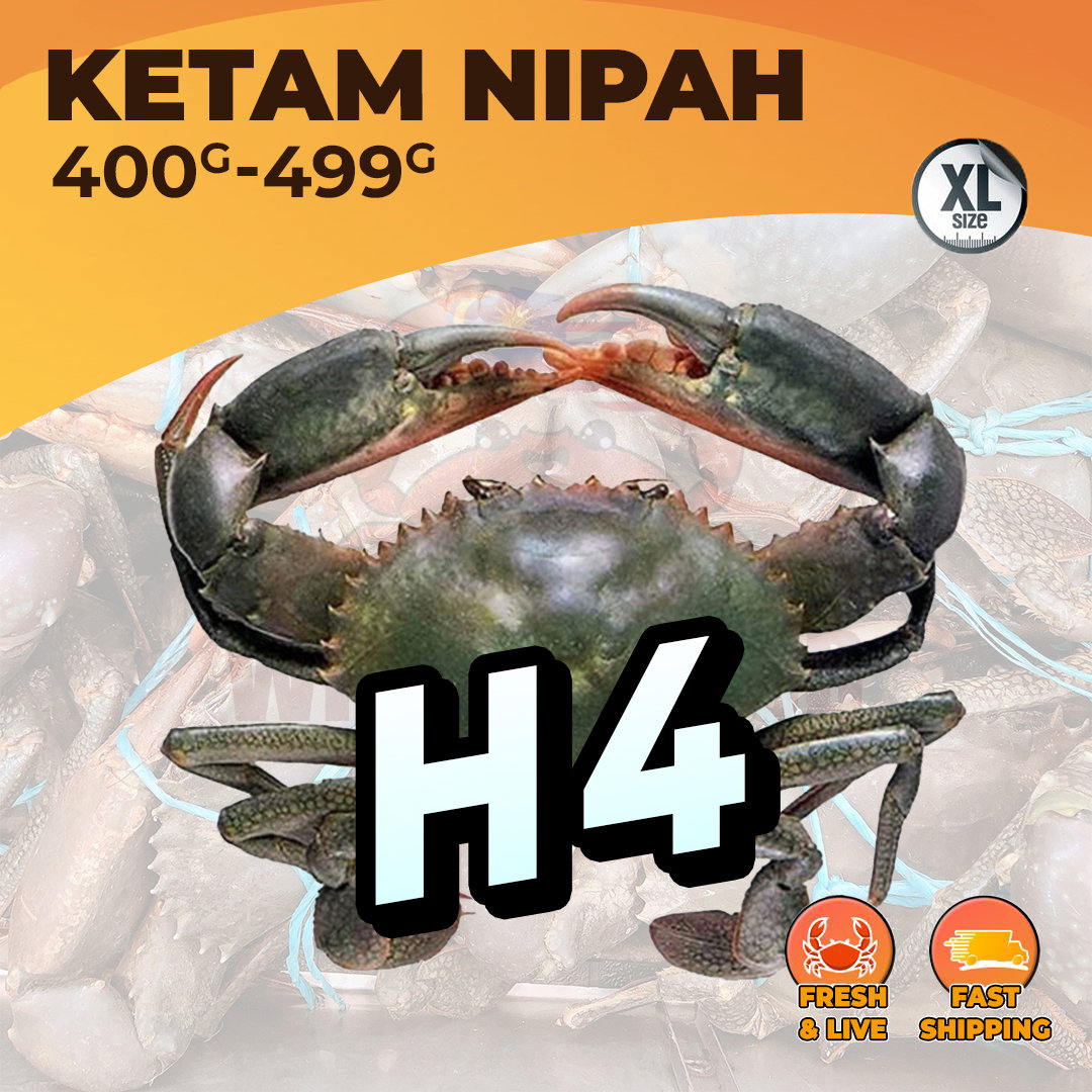 XL (H4) / KG