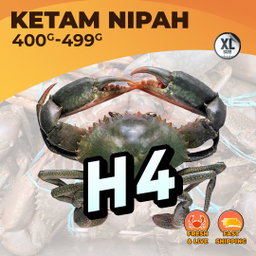 XL (H4) / KG
