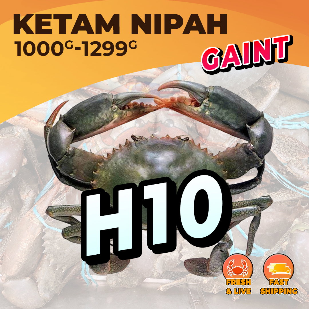 GAINT (H10) / KG_0