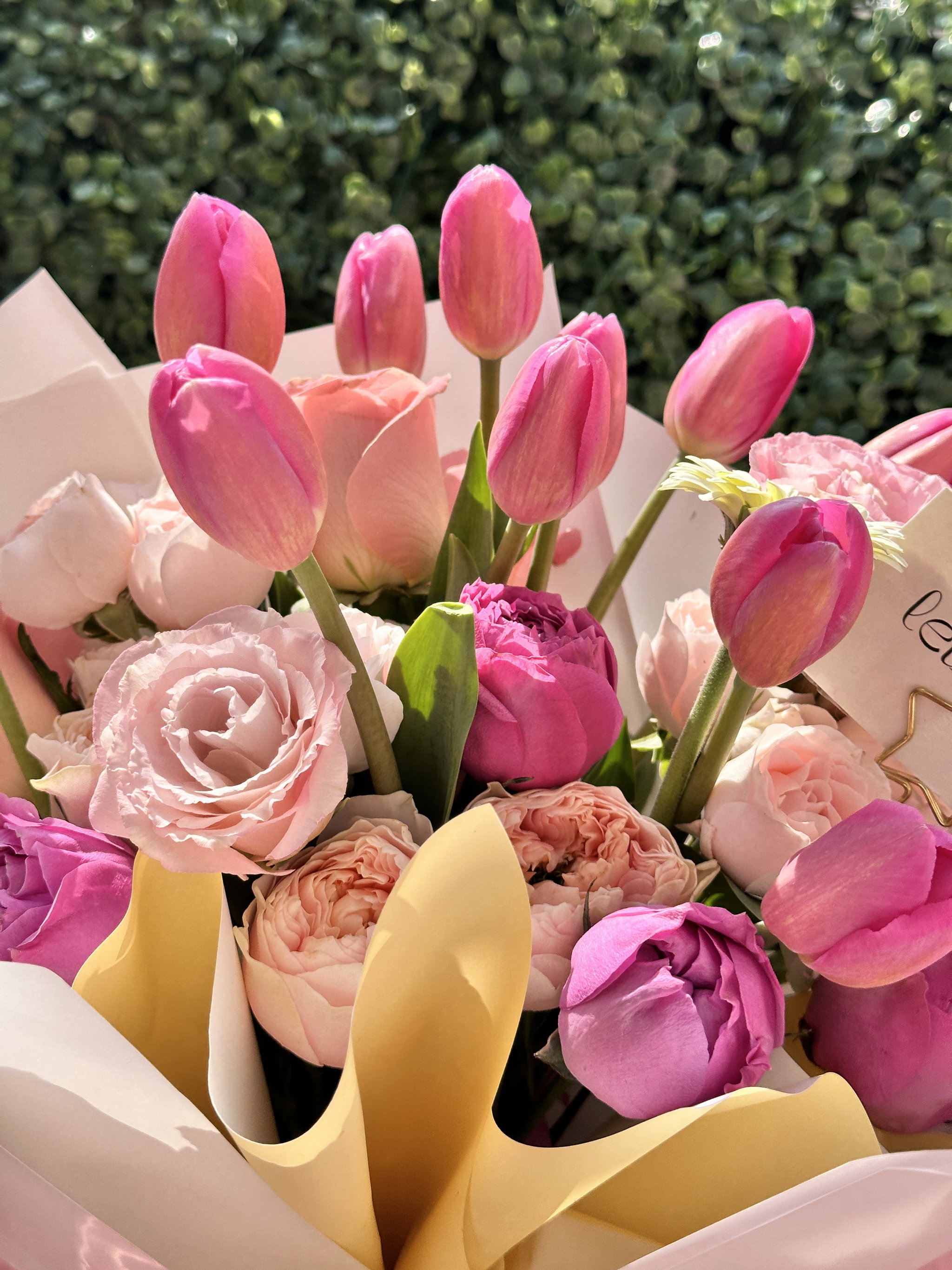 Tulipán Roses_1