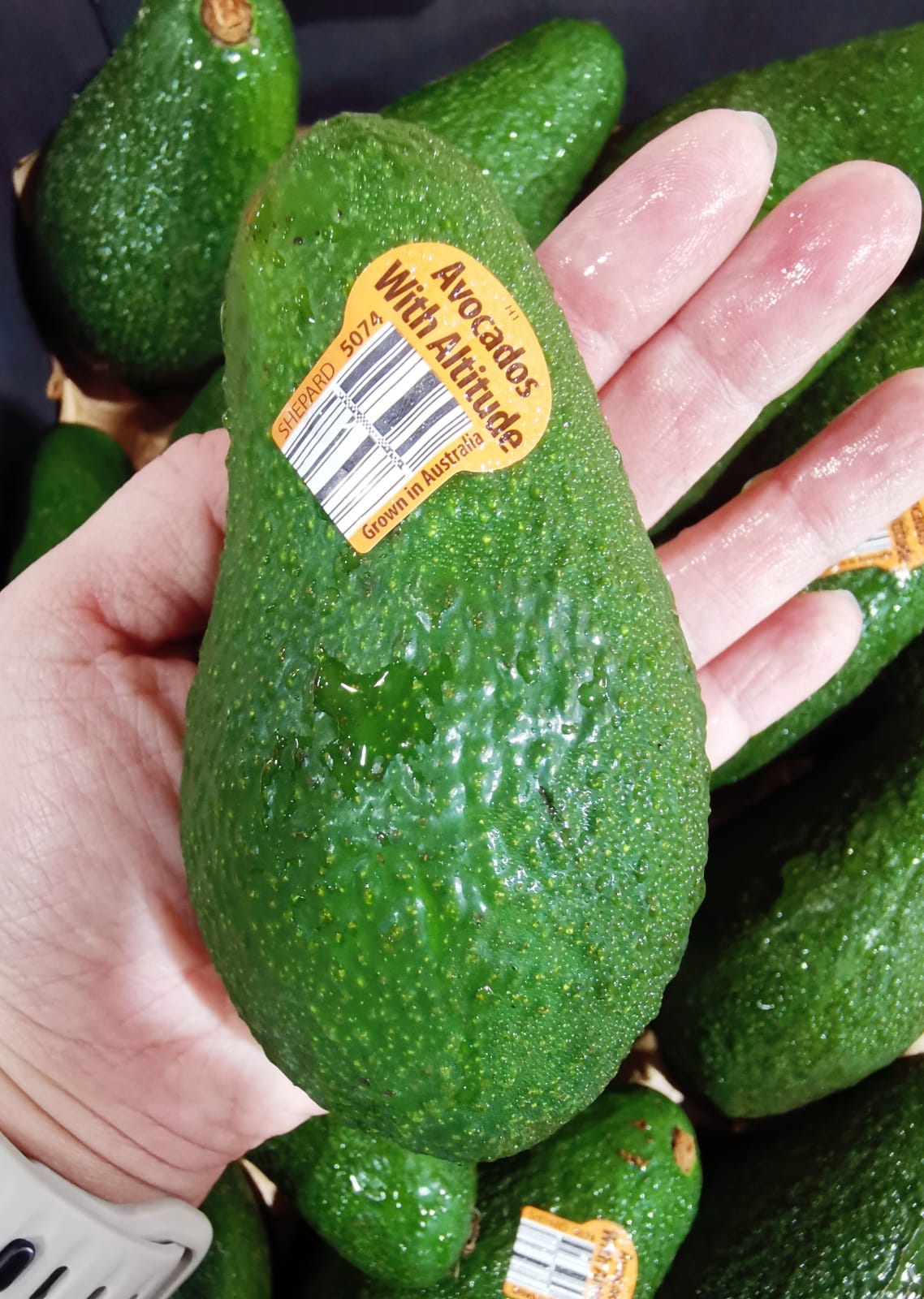 Australia Shepard Avocado_0