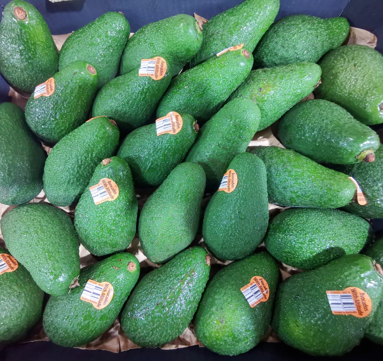 Australia Shepard Avocado_1
