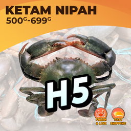 XXL (H5) / KG