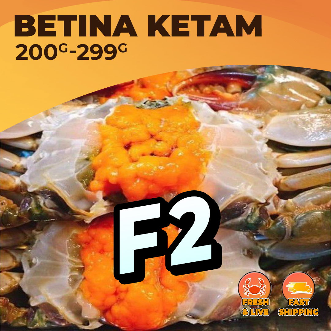M BETINA (F2) / KG
