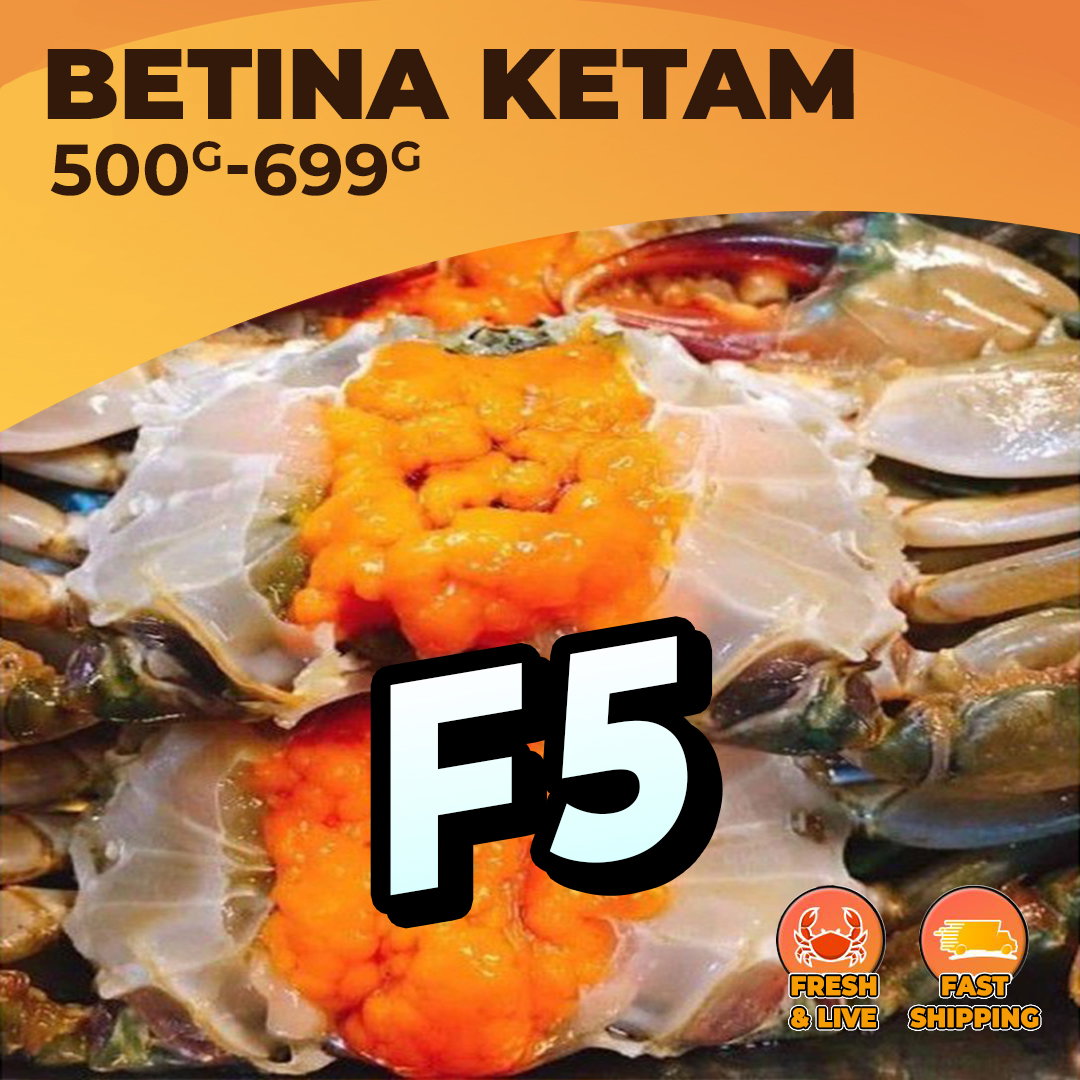 XXL BETINA (F5) / KG