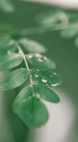 1 For 1 Special Bundle! Premium Moringa Leaves For Rabbits & Small Animals (35g + 35g)  (Copy)