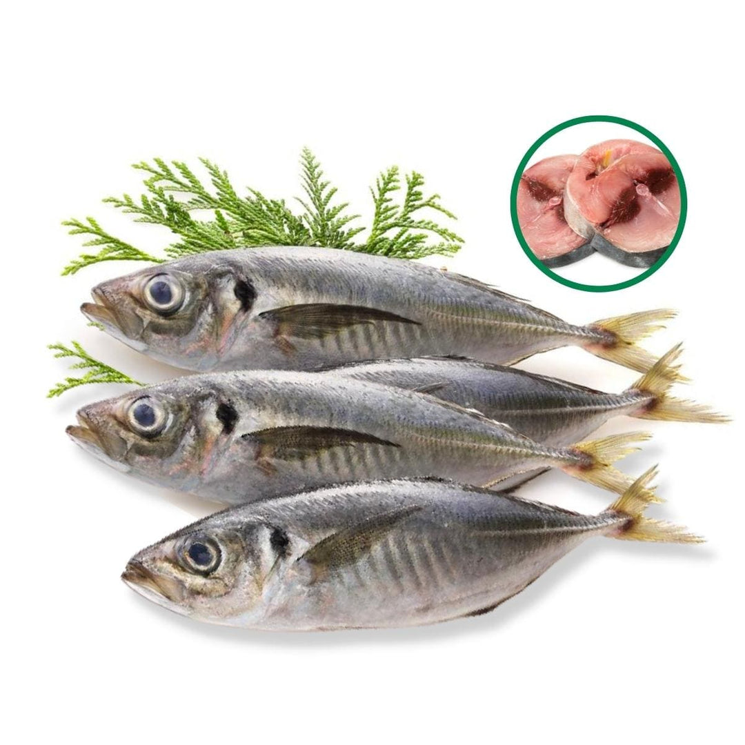 Rame poisson 20+