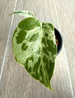 Monstera Bulbasaur