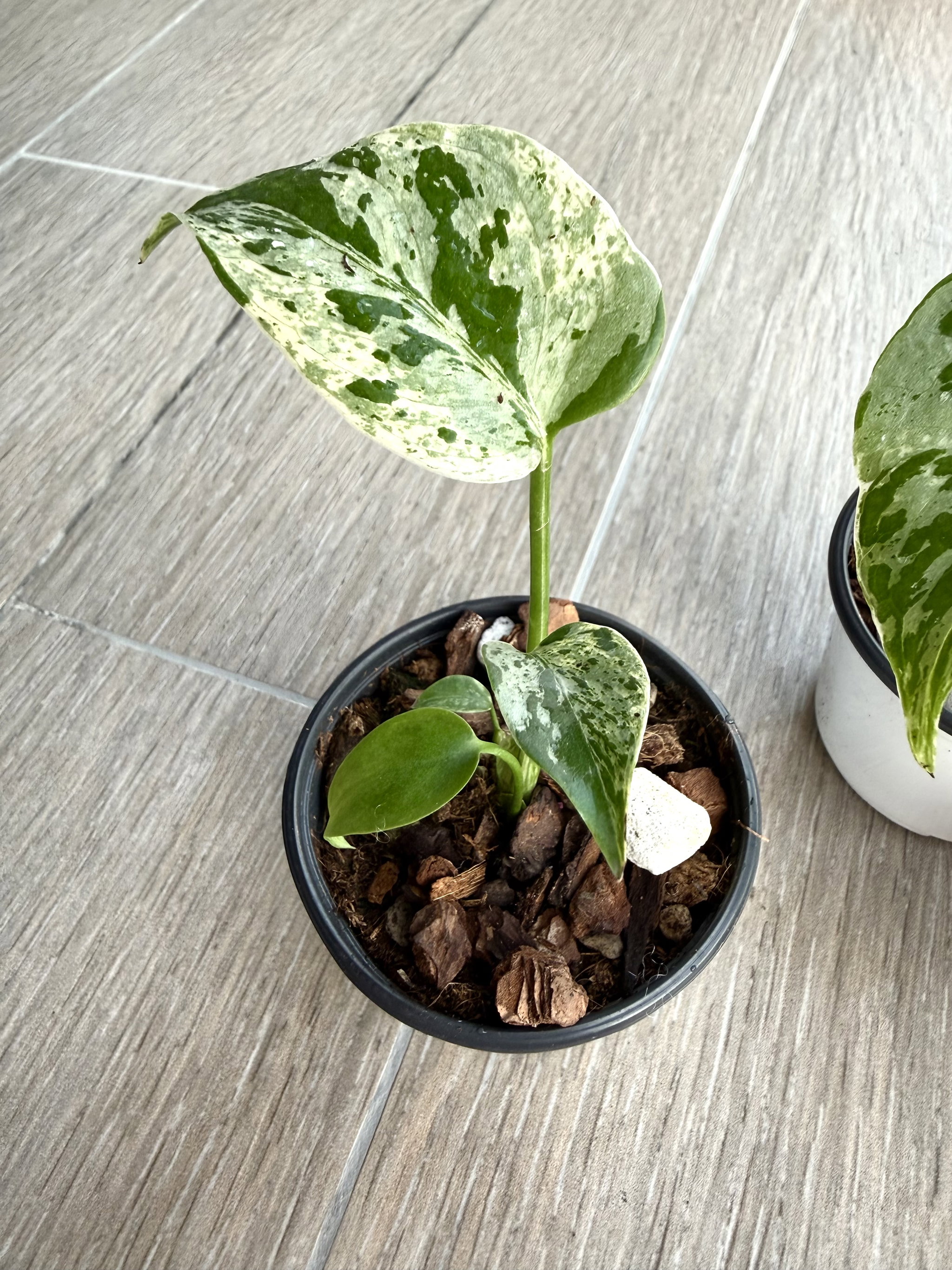 Monstera Bulbasaur_1