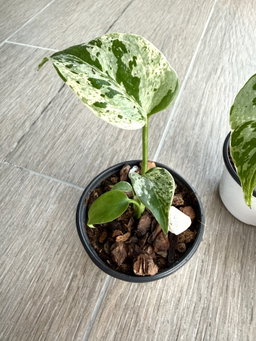 Monstera Bulbasaur