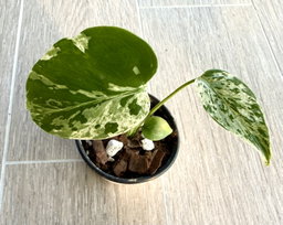 Monstera Bulbasaur