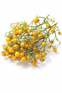 🍅BLONDKOPFCHEN TOMATO🍅  x  15 organic seeds