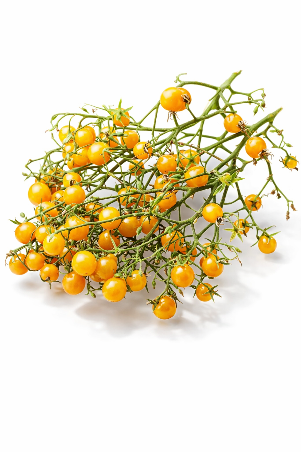 🍅BLONDKOPFCHEN TOMATO🍅  x  15 organic seeds_2