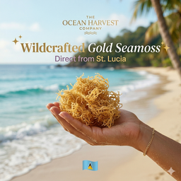 Gold Seamoss
