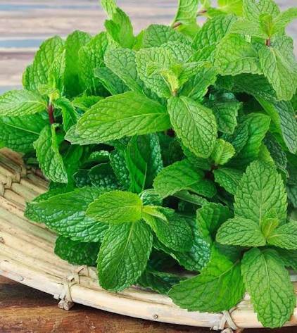 Fresh mint leaves per bunch_0