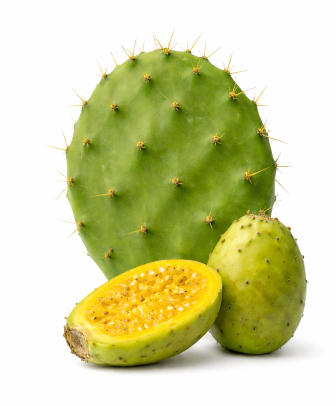 Prickly Pear cutting x 1 _1