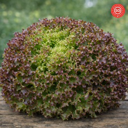 Lollo Rossa Lettuce (120g)