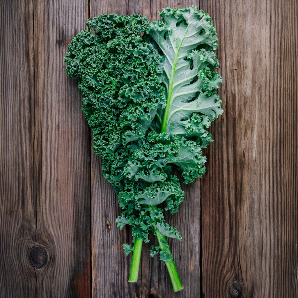 Blue Curled Kale_0