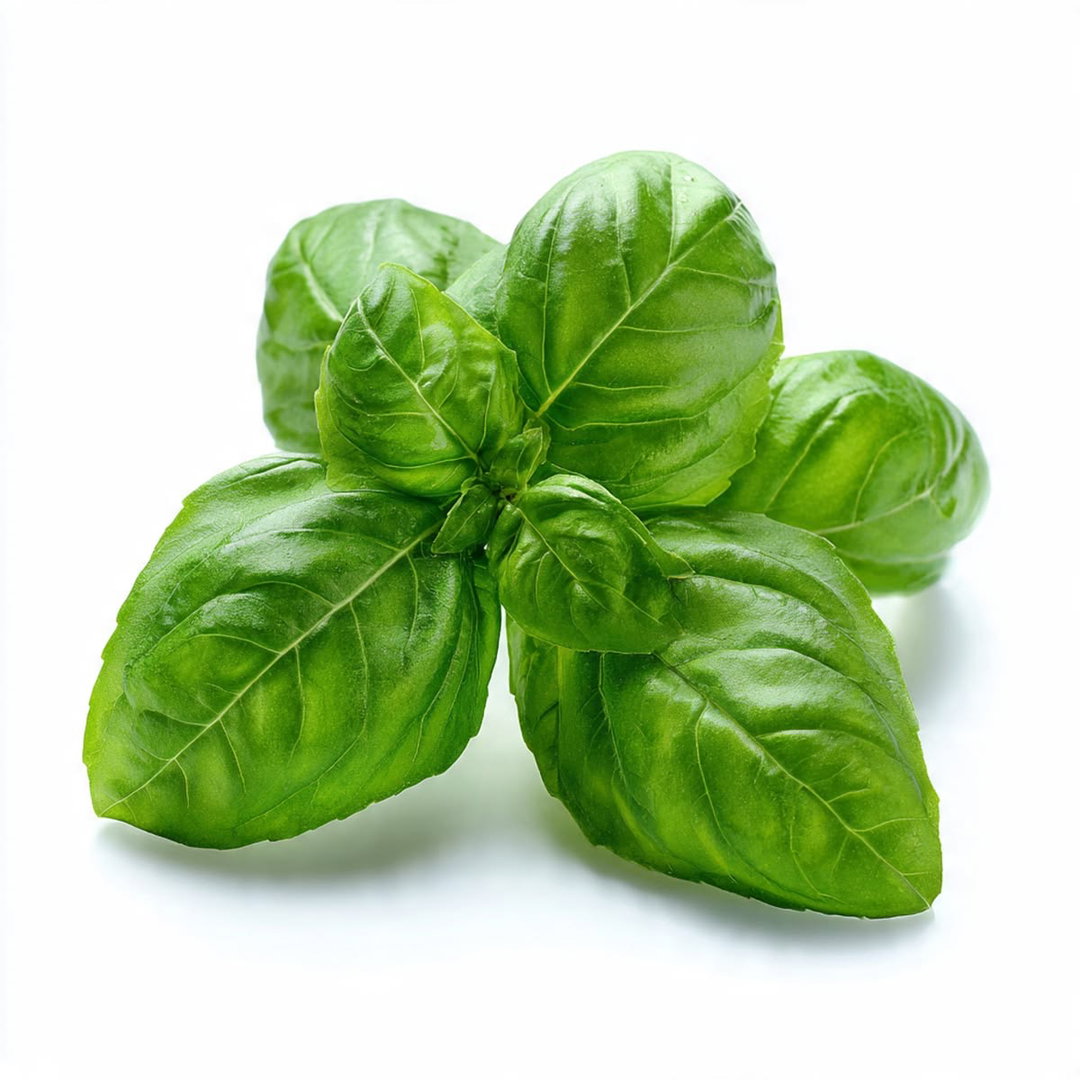 Fresh Basil 