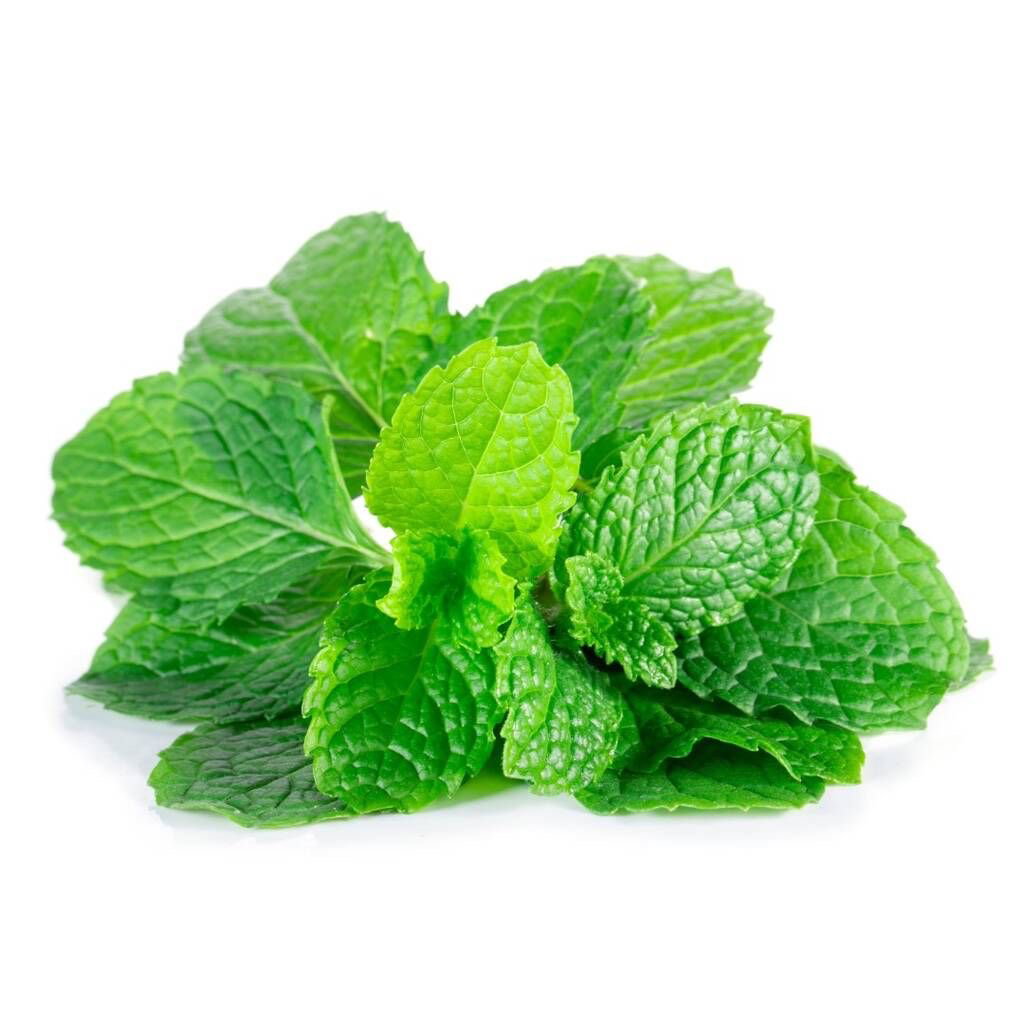 Fresh Mint 