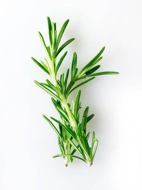 Rosemary Herbs