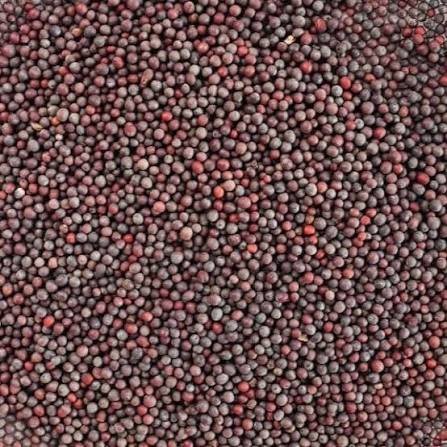 Mustard seeds (rai) 250g_0