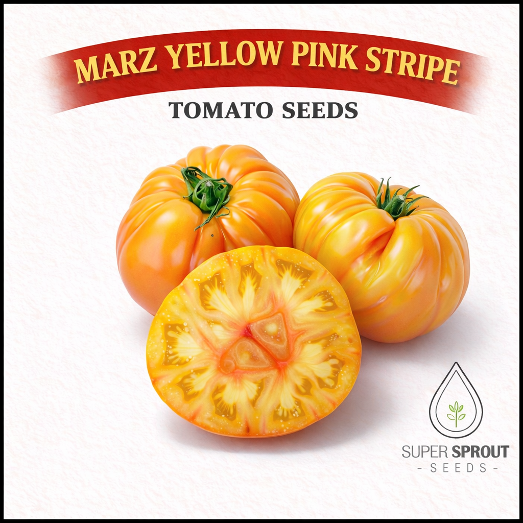 🍅MARZ YELLOW PINK STRIPE BEEFSTEAK🍅 x 15 organic seeds_2