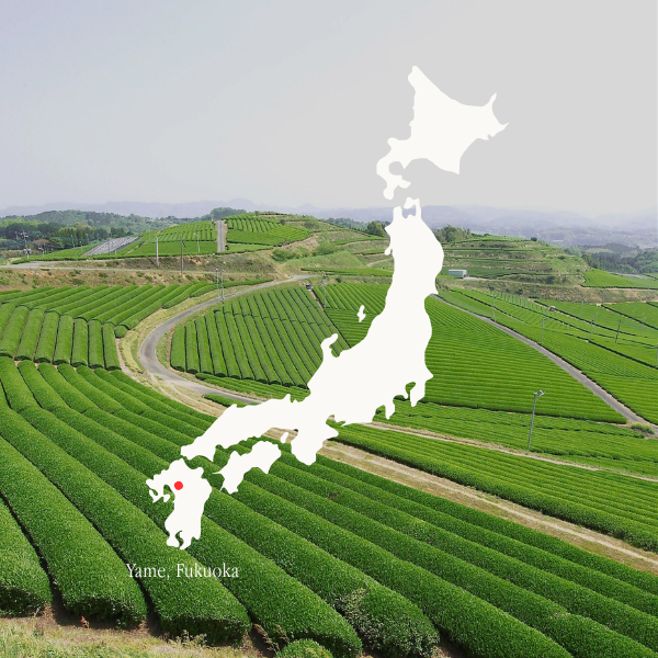 Special Selection Yame Matcha (30g)_3