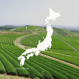 Special Selection Yame Matcha (30g)