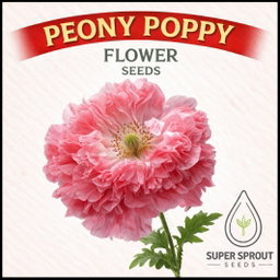 ⚘POPPY PAEONY MIX⚘ x 100+ seeds