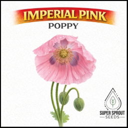 🌸IMPERIAL PINK POPPY🌸 x 100+ seeds