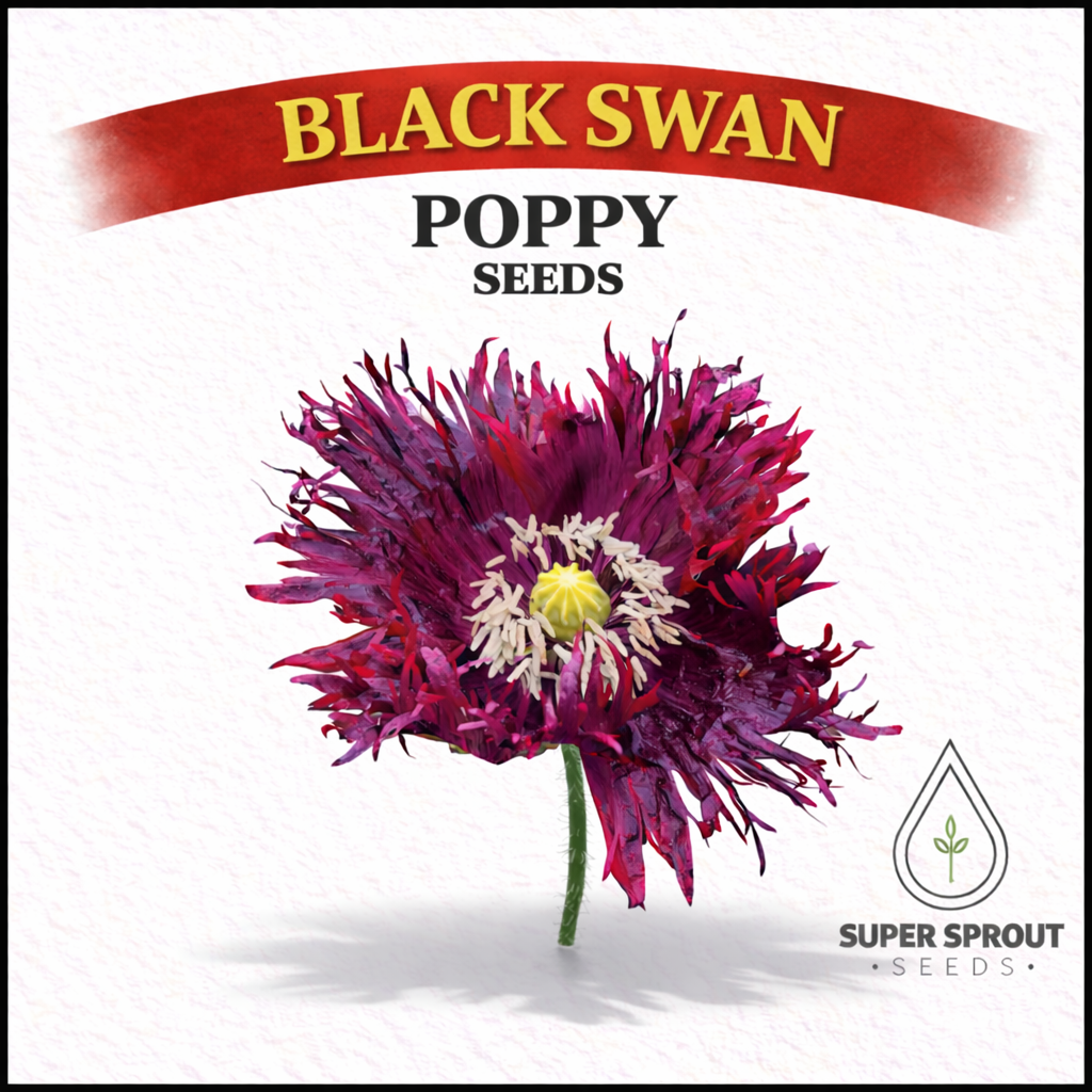 Black Swan poppy x 100 seeds _1