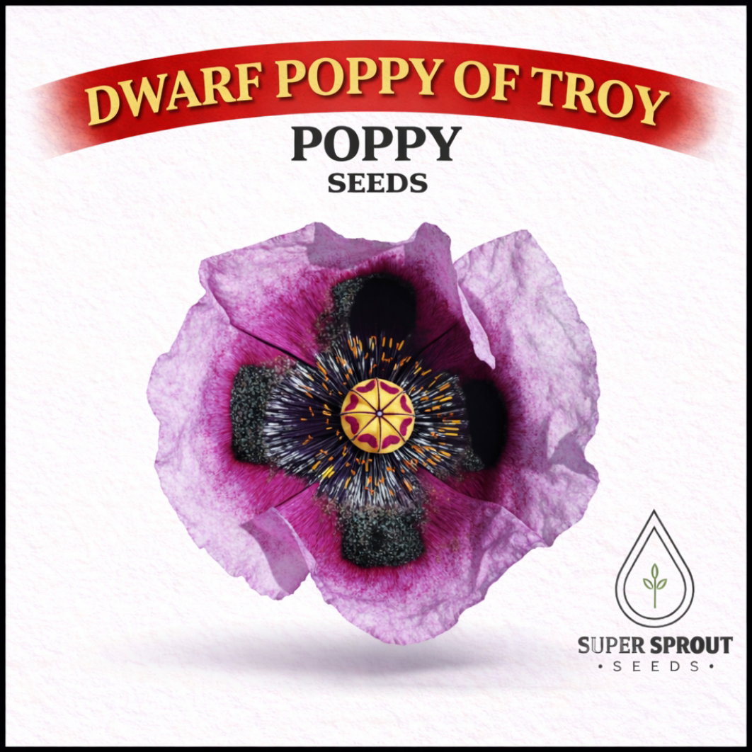 🌸POPPY OF TROY🌸 x 100+ seeds