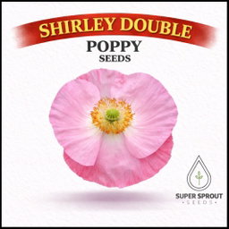 🌸SHIRLEY DOUBLE POPPY🌸 x 100+ seeds