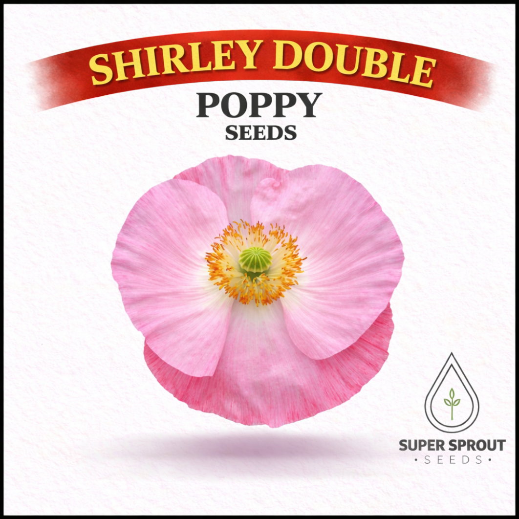🌸SHIRLEY DOUBLE POPPY🌸 x 100+ seeds