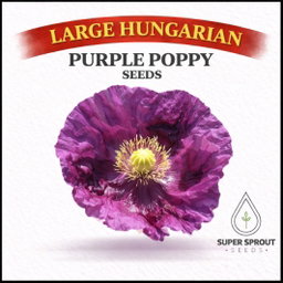 LARGE HUNGARIAN POPPY x 100+ seeds