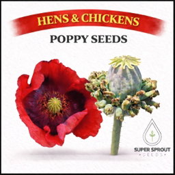 Hen's & chicken poppy x 100 seeds 