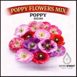 BULK Poppy mix flowers x 1000+ seeds  