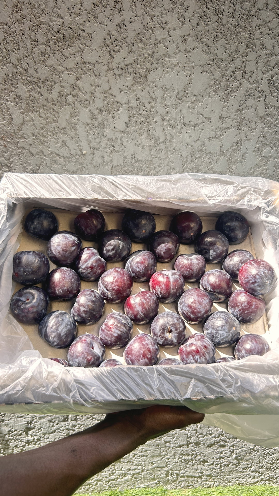 Plums