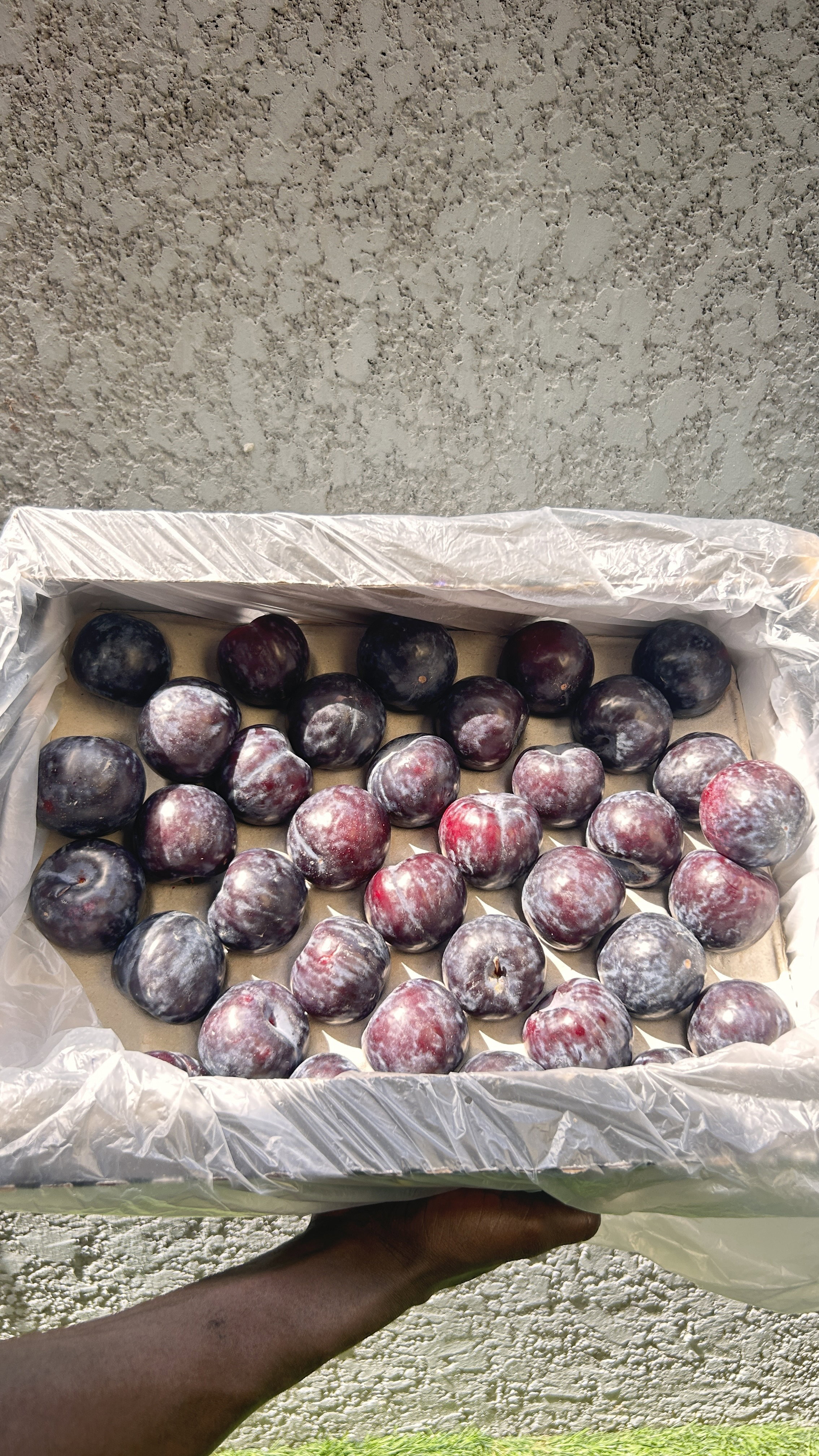 Plums