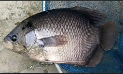 ikan gurame hidup segar 